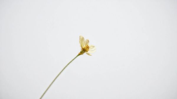 Top 5 promotions sur la fleur de cbd de qualité économique